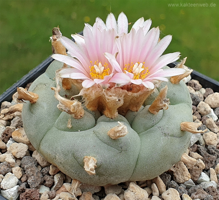 Lophophora williamsii var. texana - 10 Korn – Kakteenweb.de