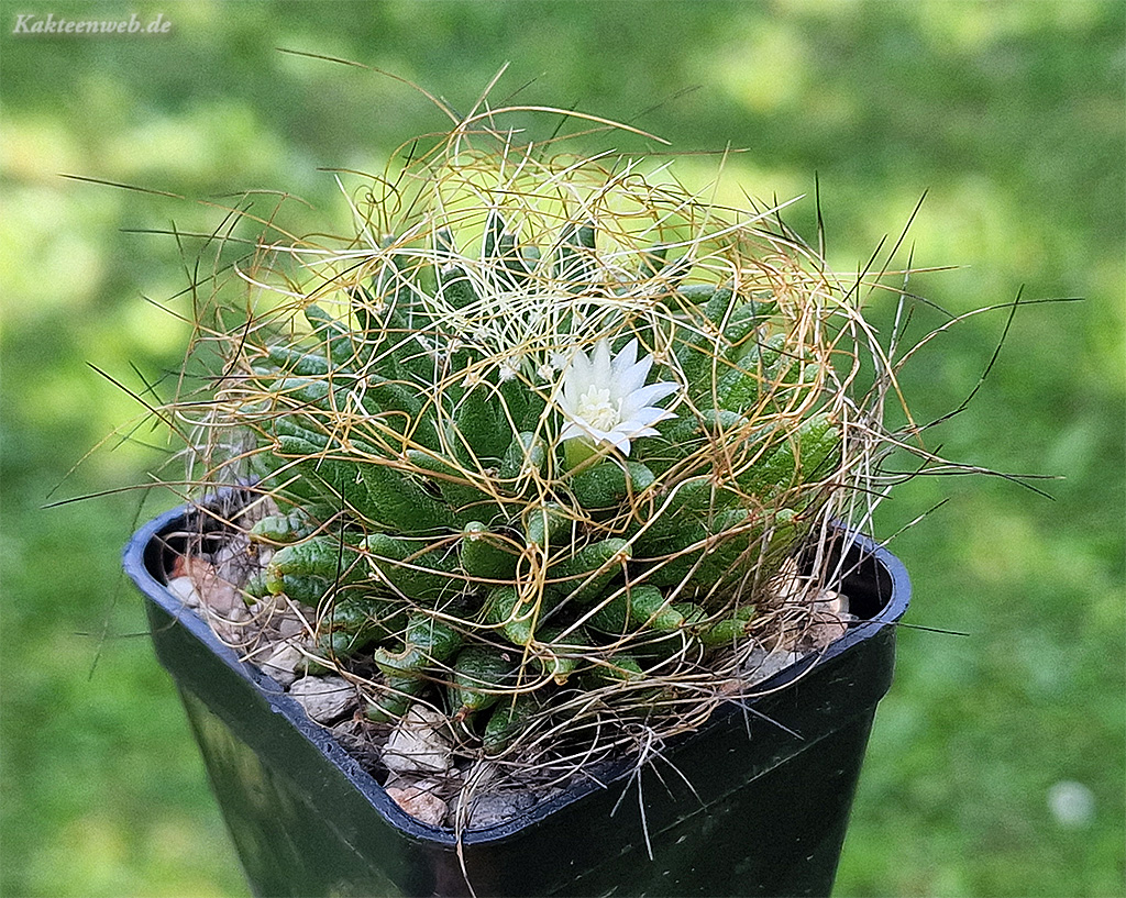 Mammillaria camptotricha – Kakteenweb.de